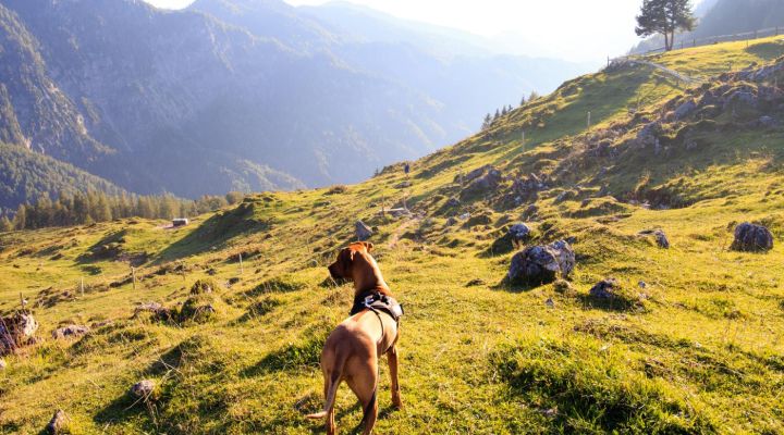 Hund und Umwelt Kurs - Jetzt anmelden