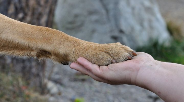 Tiergestützte Erlebnispädagogik Ausbildung - Jetzt anmelden