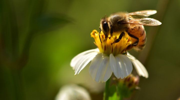 Volksbegehren - Rettet die Bienen