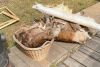Leder gerben DIY Kurs - Wildnisschule Bayern - Jetzt anmelden